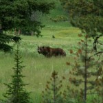 grizzly in field