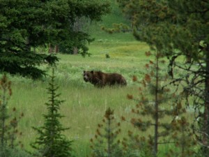 grizzly in field