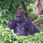 gorilla
