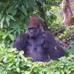 gorilla